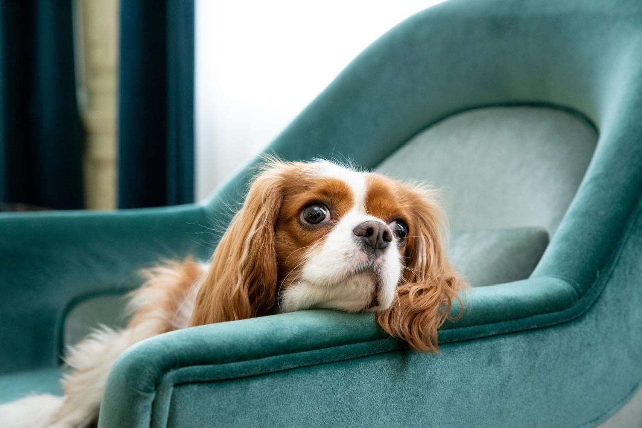 فندق Sapphire House Antwerp, Autograph Collection المظهر الخارجي الصورة Cavalier King Charles Spaniel